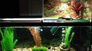 I made this dock to let my turtles have a better baski… Above Tank Turtle Basking Area Atba Turtle Penthouse Co Video Dailymotion