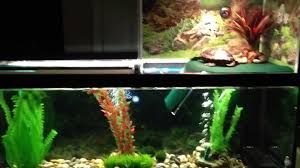 The penn plax turtle tank topper is a great basking platform that is meant to serve turtles of all sizes. Above Tank Turtle Basking Area Atba Turtle Penthouse Co Video Dailymotion