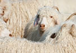 angora ziege fakten