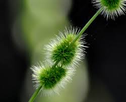 Image result for Elytrophorus spicatus