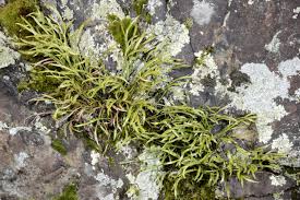 Image result for Asplenium centrafricanum