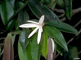 Image result for Xylopia acutiflora