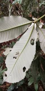 Image result for Myrianthus arboreus