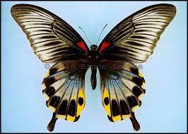 All of our insects are hand raised or from sustainable sources such as butterfly farms and aviaries. Papilio Memnon Coeruleus Female Butterfly Images Beautiful Butterflies Butterfly Pictures