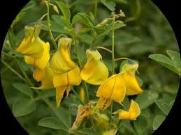 Image result for Crotalaria preladoi