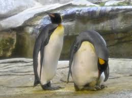Penguins are the best monogamy species. Two Male Penguins In Berlin Join Long Line Of Same Sex Pairs To Adopt An Egg Smart News Smithsonian Magazine