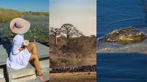 Image result for Vepris zambesiaca