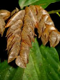 Image result for Flemingia strobilifera