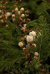 Image result for Acacia arenaria