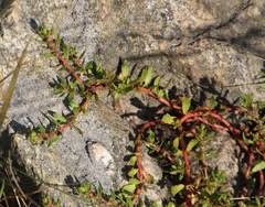 Image result for Laurembergia repens