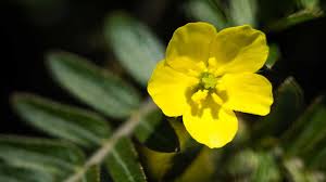 Image result for Tribulus terrestris
