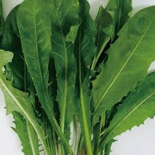 うさぎ 生牧草 無農薬 たんぽぽの葉