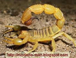 مدونة المواضيع الاسلامية العقارب السامة