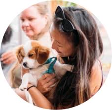 Counting votes by hand would have made this contest impossible. Adopt A Dog In Brooklyn Rescue City