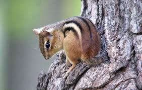 Funny adventure begins chipmunk picture. World Chipmunk Day Is March 22nd Procyon Wildlife