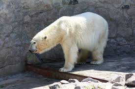 Check spelling or type a new query. Istoriya Harkovskogo Zooparka Medvedi S Ozhireniem Makaki V Okkupacii I Novaya Rekonstrukciya
