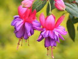 Pretty And Unique Flowers Fuchsia Flower Flowers Purple Flowers