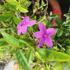 Image result for Eranthemum laxiflorum