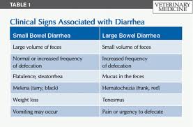 How To Manage Feline Chronic Diarrhea Part I Diagnosis
