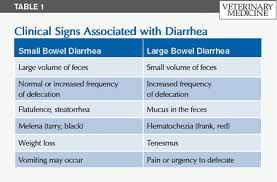 how to manage feline chronic diarrhea part i diagnosis