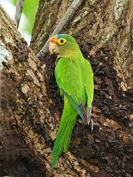 Orange Fronted Parakeet Parakeet Pet Birds Parrots Pet Birds