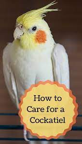 How To Take Care Of A Cockatiel - Pbs Pet Travel