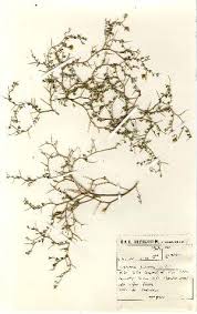 Image result for Crotalaria pallidicaulis