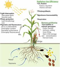 Image result for Striga