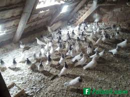 Cine este din iasi imi poate spune si mie daca stie unde gasesc porumbei voiajori de vanzare? Porumbei Animale Domestice Si Pasari Satu Mare Satu Mare Anunt 39254