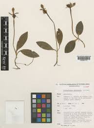 Image result for Rhipidoglossum burttii