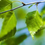 Obituaries Search for Raymond Burris