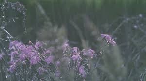 Maybe you would like to learn more about one of these? Love Dancing Photography And Any Forms Of Art Welcome Aesthetic Gif Nature Gif Spring Aesthetic
