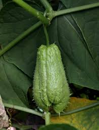 Image result for Sechium edule