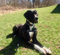 We are located on 22 acres in woodstock illinois. Oswego Il Great Dane Meet Daisy A Pet For Adoption Pet Adoption Pets Great Dane Puppy