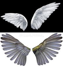 Black And White Wings Background Wings White Wings Of An Angel On A Black Background Ad Wings White Wings Background Black Ad Black Backgrounds White Wings Image