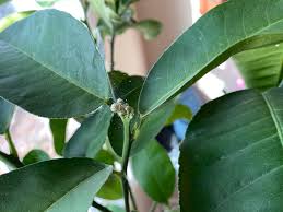 Spider mites belong to the arachnids category, wherein spiders also fall. My Mother S Lemon Tree Has These Webs All Over It Are They Spider Mites And If So What Should I Do To Help Plantclinic