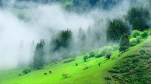 Green Forest Mountain With Mist During Morning Time 4k Hd Nature Wallpapers Hd Wallpapers Id 40303 Step into peaceful woods, towering mountains, and deserts, all from your desktop! green forest mountain with mist during