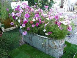 Your Home Your Garden A Bath Of Cosmos Sowing Cosmos In A Zinc Basin French Votre Maison Votre Jardin Un Bain De Idees Jardin Decoration Jardin Deco Jardin