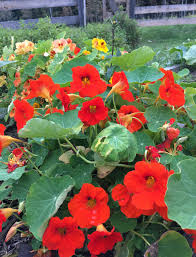 Image result for Nasturtium