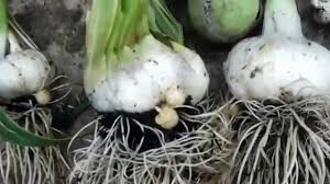 It's all in the leaves (or rather, the proper ratio of dead leaves to green leaves). Harvesting The Elephant Garlic Youtube