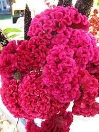 Pin On Flowers Plants