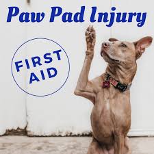 Megan brashear, cvt, vts(ecc), discusses the proper technique for how to clip, clean, and flush minor wounds sustained by a dog after a dog fight. First Aid How To Treat A Dog S Paw Pad Injury Pethelpful