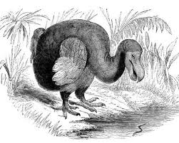 Extinct Animals Last 100 Years 10 Animals Presumed Extinct In The Last Decade Mnn Mother Nature Big Animals Animals Extinct Animals