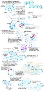 Genetic modification (gm, also called genetic engineering) involves taking a gene from one species and putting it into another species. Molecular Cloning Wikipedia
