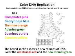 Dna the double helix coloring worksheet answer key biology. The Roles Of Dna Ppt Video Online Download