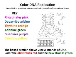 Dna, organic chemical of complex molecular structure found in all prokaryotic and eukaryotic cells. The Roles Of Dna Ppt Video Online Download