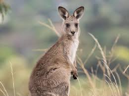 Eastern Grey Kangaroo The Australian Museum