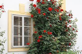 Most roses will bloom in the spring, but some varieties, such as climbing roses and bushes will not bloom until the summertime. How To Grow Climbing Roses In Pots Pansy Maiden