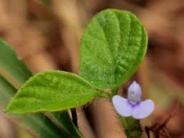 Image result for Calopogonium mucunoides