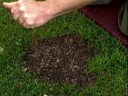 If you don't mind waiting, you can reseed the area so the grass regrows. How To Repair A Lawn By Seeding How Tos Diy